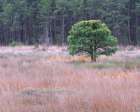 USA, New Jersey, Pine Barrens National Preserve. Landscape with grassy field and trees. Art Print